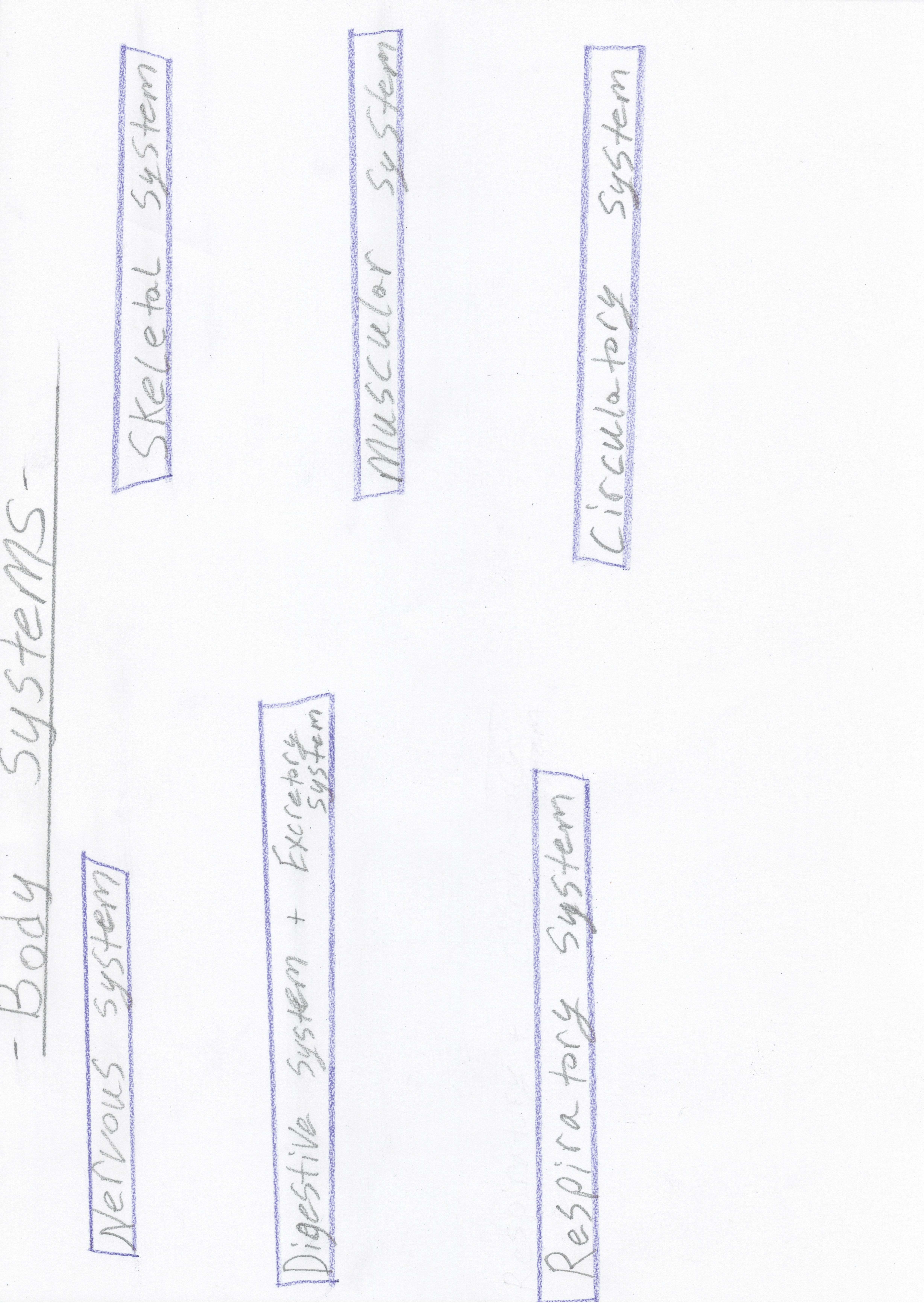 Examples of Systems in the Body - Can you Explain what each system does?